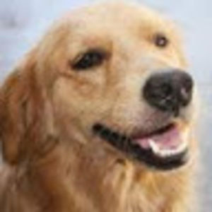 Meet your Posher, Allen